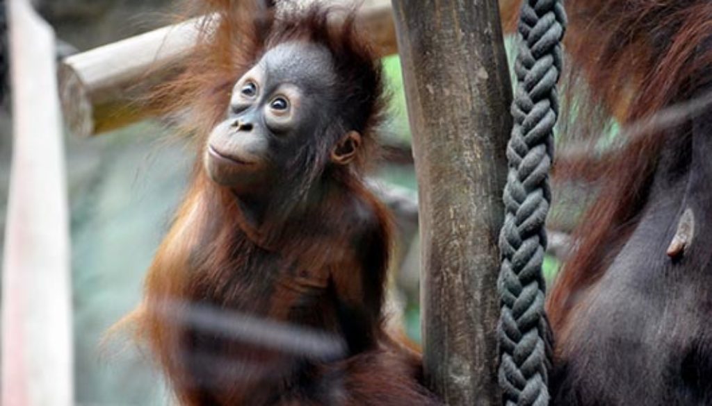 Orang-Utan_Bayu_Foto_Maria_Seemann