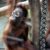 Orang-Utan_Bayu_Foto_Maria_Seemann