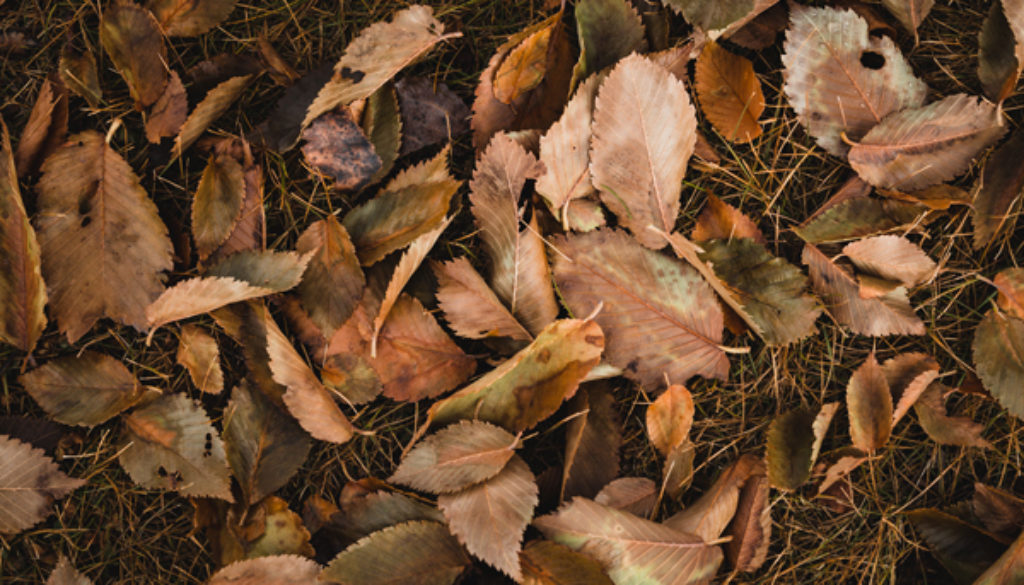 top-view-shot-of-brown-leaves-web