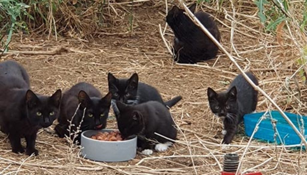 Katzen