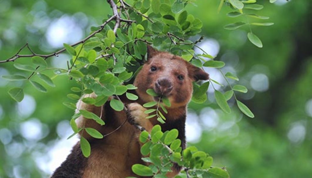 Baumkänguru