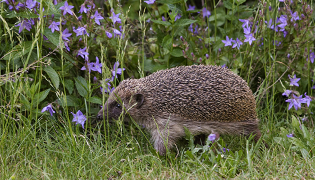 Igel im Garten