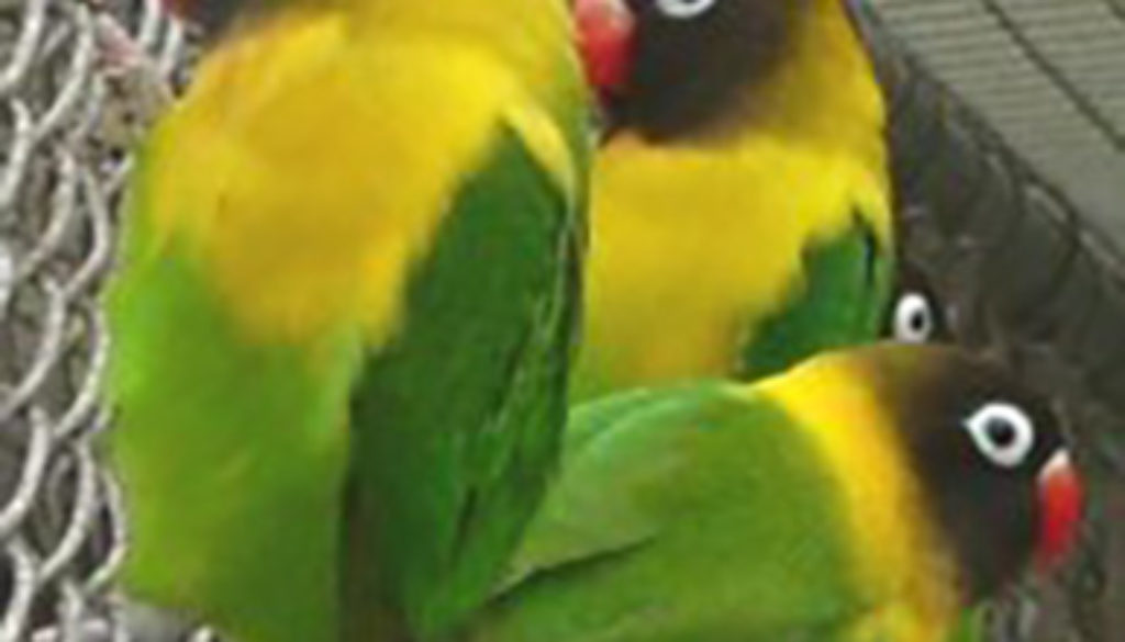 6823
