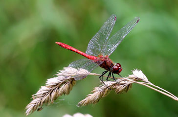 Heidelibelle