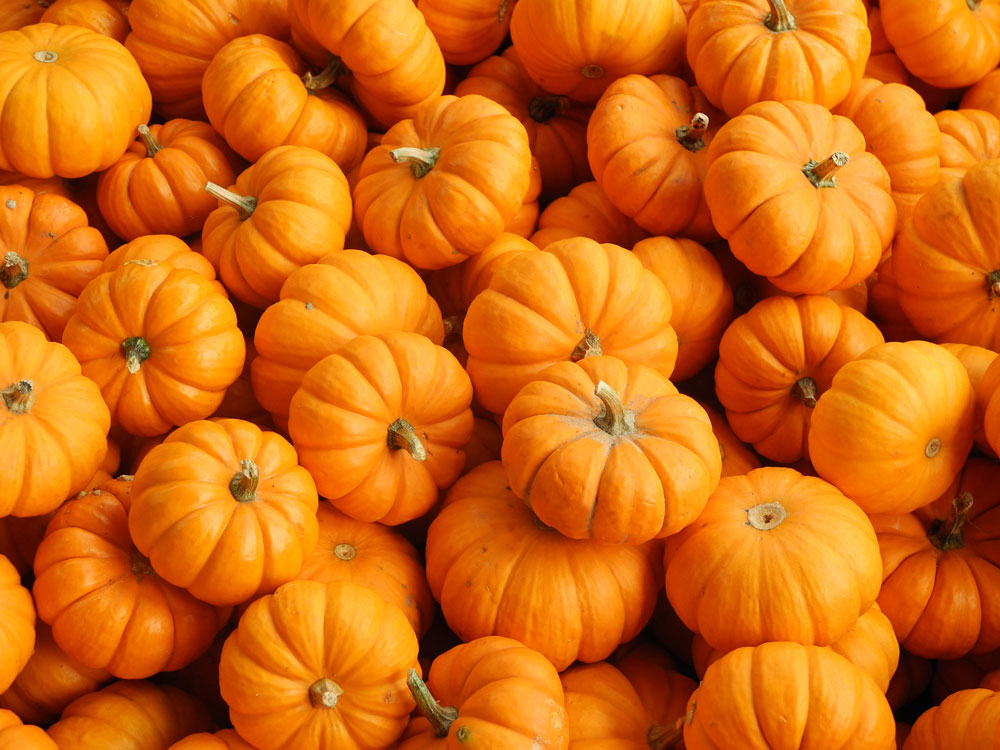 close-up-shot-of-fresh-pumpkins-in-different-shapes-and-sizes-perfect-for-a-web