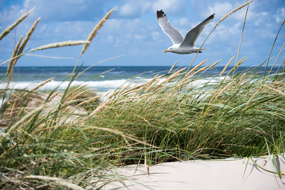 white-seagull-flying-over-the-coast-web