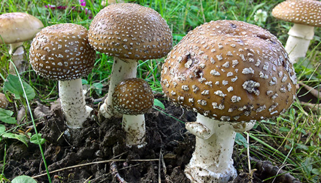 Pilz_Foto_Veronika Weisheit