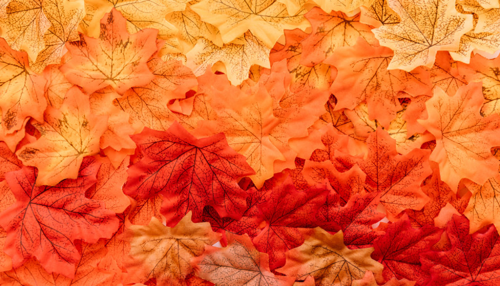 flat-lay-fall-leaves-surface-web