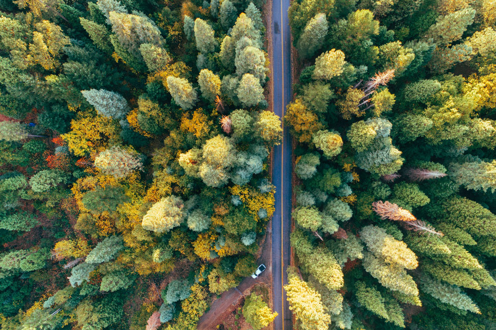 high-angle-shot-of-a-road-in-the-middle-of-an-autumn-forest-full-of-colorful-treesweb