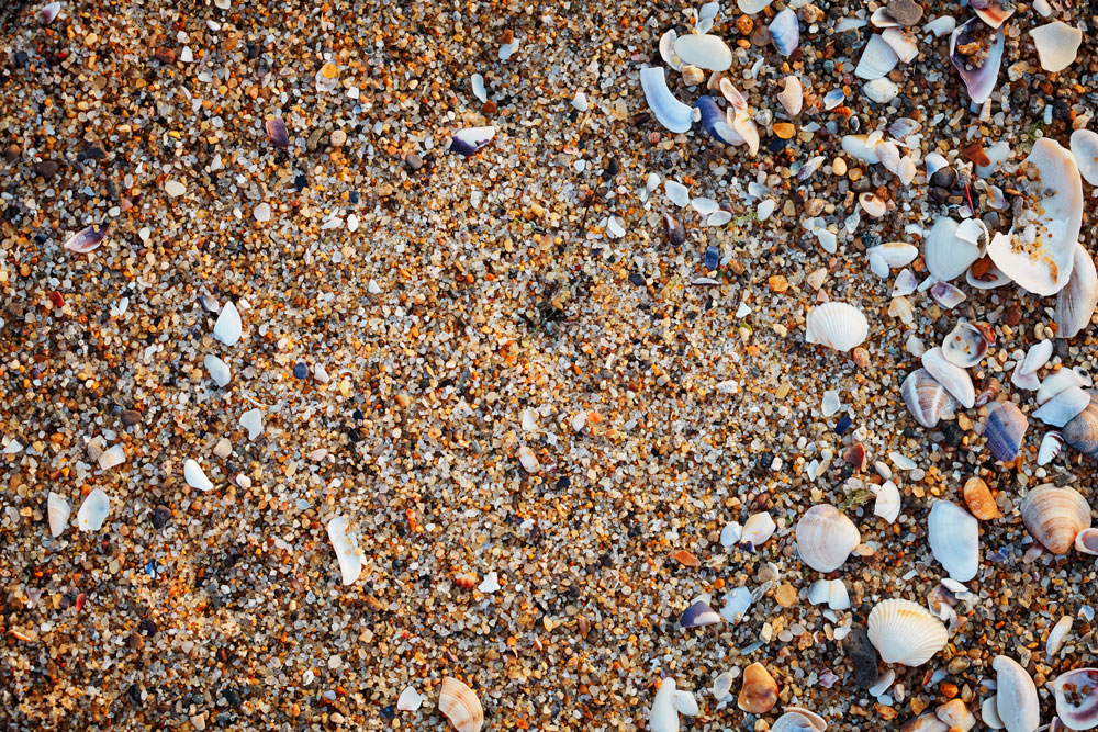sea-shells-on-sand-summer-beach-backgroundweb