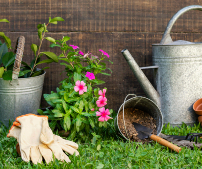 plants-pot-with-watering-can_web