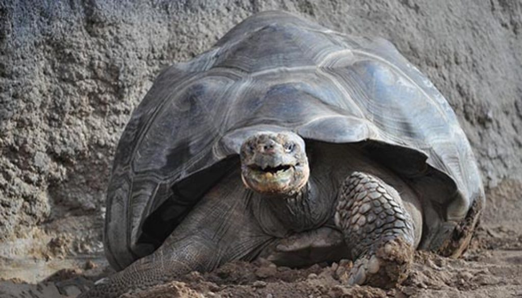 Galapagos_Riesenschildkröte_Zoo Rostock_Seemann