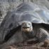 Galapagos_Riesenschildkröte_Zoo Rostock_Seemann