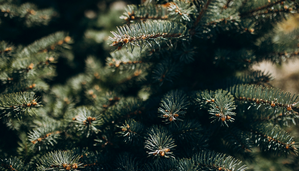 fir-tree-branch-with-needles-close-up-web