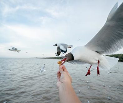 Man hand feeding Seagull bird. Seagull flying to eat food from