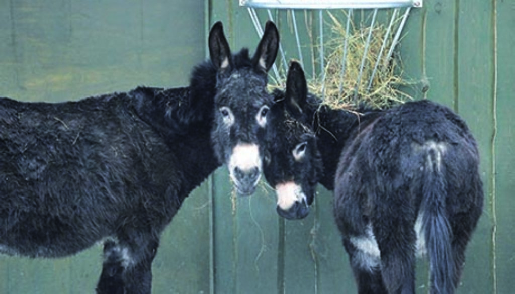 Sonntagsführung Haustiere_Zoo Rostock_Kloock